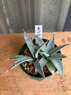 2025年最新】アガベ ネバデンシスの人気アイテム - メルカリ