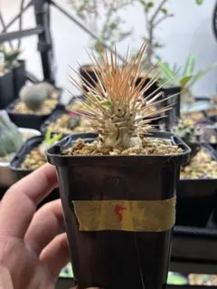 2026年最新】光堂 パキポディウムの人気アイテム - メルカリ