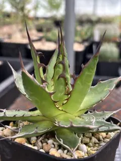 アロエ プラテンシス Aloe pratensis 抜き苗 第4種便 - メルカリ