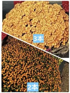 ざる菊(オレンジ) 2種挿木苗のサムネイル