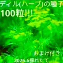 魚料理、ドレッシングに!!!ディルの種子100粒&おまけ付き
