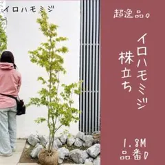 優良株。カクレミノ1.4M(鉢底から)品番D - メルカリ
