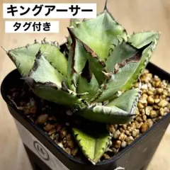 【最終値下げ】アガベ　チタノタ　キングアーサー（17）亞瑟王　中株 最終値下げ】アガベ チタノタ キングアーサー（17）亞瑟王 中株