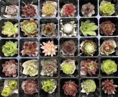 限定出品！【センペルビウム】30種セット