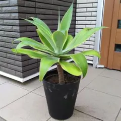 2025年最新】アテナータ 斑入りの人気アイテム - メルカリ