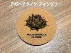 アガベ チタノタ フィリグリー コルクコースター