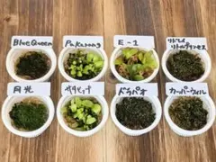 ビカクシダ　胞子培養 8種セット（現物出品）のサムネイル