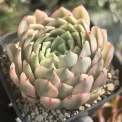 大人気 多肉植物 エケベリア ギルバの薔薇錦 超美苗 レア種 - メルカリ