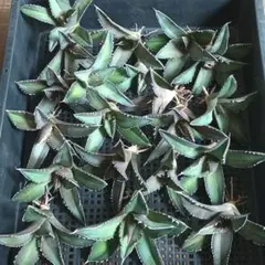 2026年最新】海王 アガベの人気アイテム - メルカリ