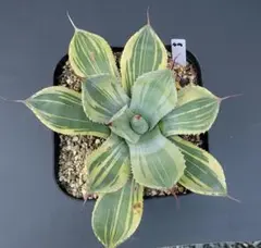 2025年最新】アガベ ライムストリークの人気アイテム - メルカリ