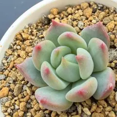 20.多肉植物　アテタパ×フェミニンスカイ　多肉風月さん　カット苗