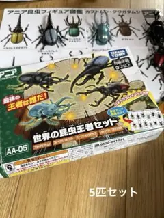 Jewel scarab found in Cusuco National Park, Honduras Honduras