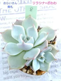 2025年最新】ざわわ 多肉植物の人気アイテム - メルカリ