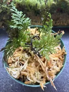セファロタス ビッグボーイ(Big Boy)① 食虫植物 【匿名配送】 - メルカリ