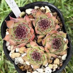 Devon Jewel センペルビウム 多肉植物 紫系 - メルカリ