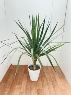 ドラセナ コンシンネ ② 多幹仕立て 観葉植物 鉢底から約130cm - メルカリ