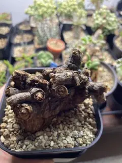 Dケラリアピグマエア 現地球 発根済 手乗 鉢付 植物×鉢】ケラリア ピグマエア 現地球 発根済み × 陶器鉢 | A