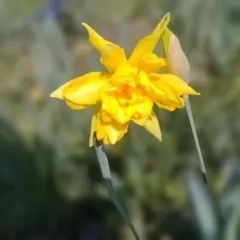 すっこ様専用。原種八重咲き水仙、フオンシオン 抜き苗3本。