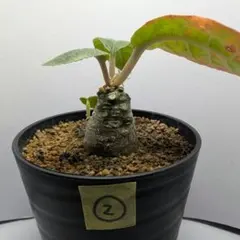 2025年最新】ドルステニア フォエチダの人気アイテム - メルカリ