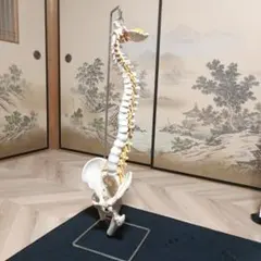 2026年最新】脊椎模型の人気アイテム - メルカリ