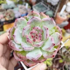 選抜赤 青札 おらいさん❇️ラウリンゼ×ざわわ❇️多肉 抜き苗 エケベリア 2025年最新】ラウリンゼ ざわわの人気アイテム - メルカリ