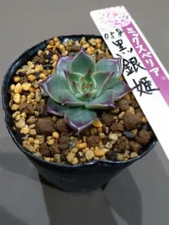 ⑥黒銀姫　小苗　ミックスベリア　おらいさん苗　多肉植物