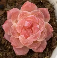 mrk様 リクエスト 3点 まとめ商品