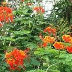 実生苗　オオゴチョウ　 (黄胡蝶）　赤/レッド　花木　観葉植物 黄胡蝶・黄花黄胡蝶 - nangokunomori.com
