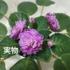 ⭐︎専用⭐︎オリジナルセントポーリア用土 楽天市場】セントポーリア 用土の通販