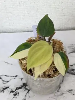 セール中 モンステラオーレア6号親株 オーレア・モンステラ( Monstera Borsigiana Yellow Variegata