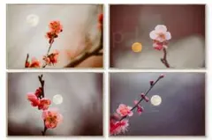 梅と三日月の風景高解像度写真　2Ｌ判4枚　と　Ｌ判写真4枚　8枚セート 梅と三日月の風景高解像度写真 L判写真 4枚 セート - メルカリ