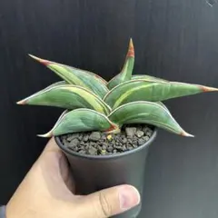 2025年最新】サンスベリア ロリダ 斑入りの人気アイテム - メルカリ