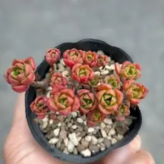赤葉日高ミセバヤ 抜き苗 多肉植物 - メルカリ