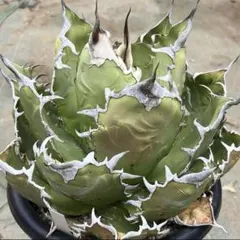 2025年最新】アガベ 白鯨 国産の人気アイテム - メルカリ