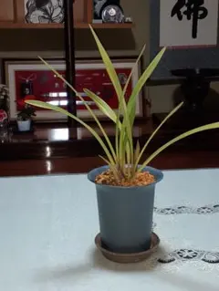 2026年最新】キンリョウヘンの人気アイテム - メルカリ