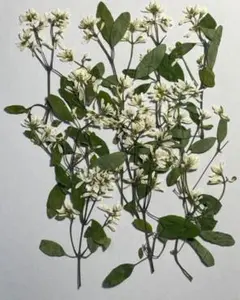 押し花素材パック　ユーフォルビア　１２個入 No1086