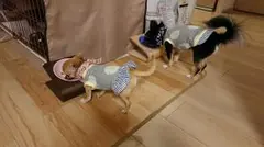 【あんころもち様専用】