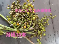 月桃の実10本 購入後収穫！事前コメント必須 花材 ステム長め ドライ