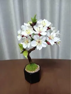 2026年最新】桜 盆栽 ソメイヨシノの人気アイテム - メルカリ