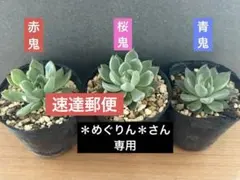 2026年最新】おらいさん苗 青鬼の人気アイテム - メルカリ