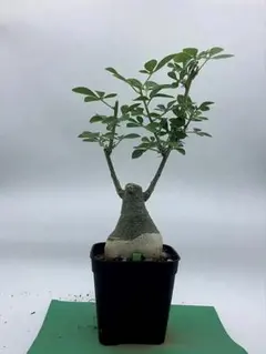 アデニア グラウカ 塊根植物 検)バリー グロボーサ ペチュエリー