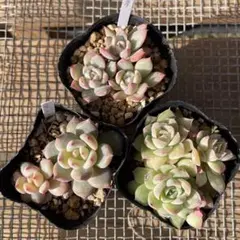 多肉植物 エケベリア セット 抜き苗