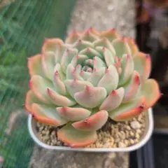 多肉植物 水蜜桃【抜き苗】 - メルカリ