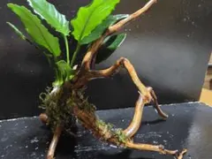 くうちゃん様 リクエスト 2点 まとめ商品