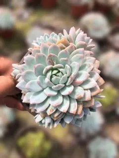Top【選抜株】多肉植物 25640ピーチプライド綴化 40個 鉢無し/脱土 