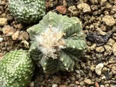 2025年最新】サボテン 花籠の人気アイテム - メルカリ