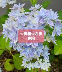 水引 花20個＆オマケ