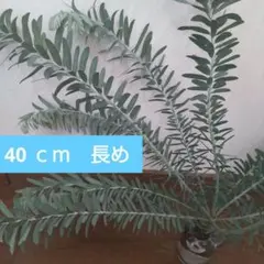 80cmサイズ段ボール箱 　アカシア　ブルーブッシュ 生花のサムネイル