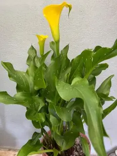レア！ レッドタン 抜き苗 多肉植物 エケベリア 紅葉美 - メルカリ