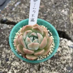 ☆ぴくるす☆様 リクエスト 3点 まとめ商品